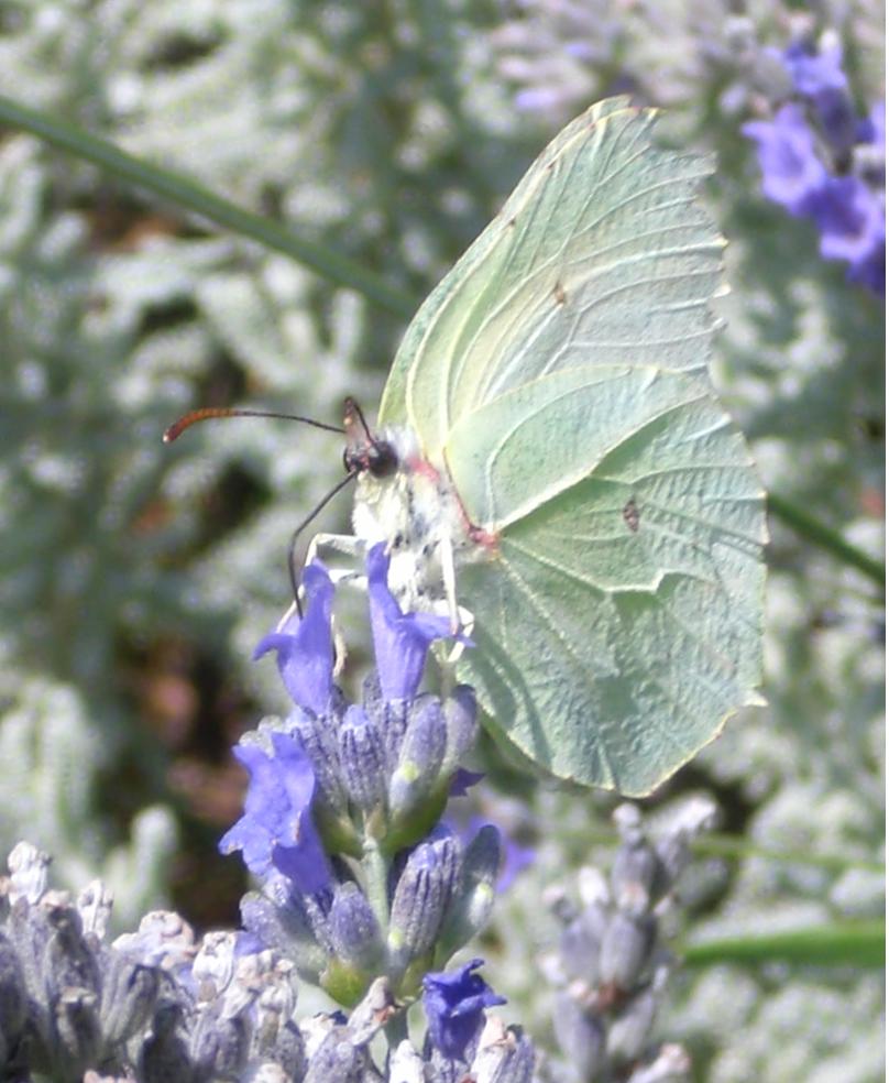 Farfalle da identificare